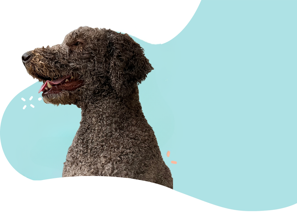 a labradoodle in a blue background